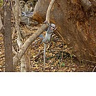 Photo: Monkey in Mosi-oa-Tunya National Park