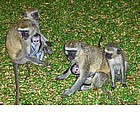 Photo: Monkeys in Mosi-oa-Tunya National Park