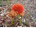 Photo: Flowers in Mosi-oa-Tunya National Park