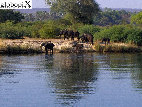 Victoria Falls - Elephants along Zambesi river