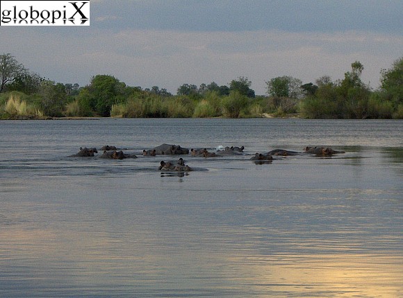 Cascate Vittoria - Ippopotami nello Zambesi