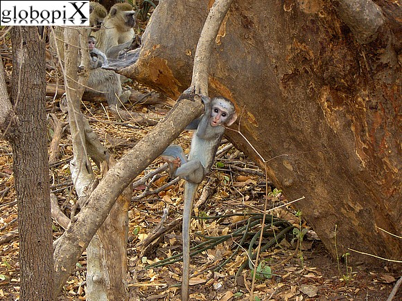 Victoria Falls - Monkey in Mosi-oa-Tunya National Park