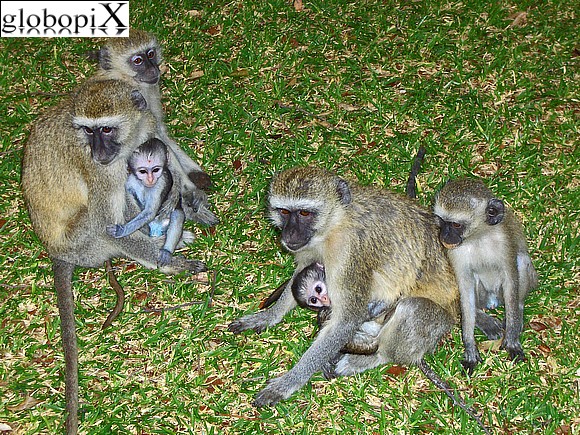 Victoria Falls - Monkeys in Mosi-oa-Tunya National Park