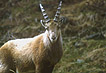 Photo Ibex